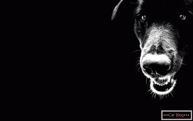 Черно куче на пътя - лошо знамение