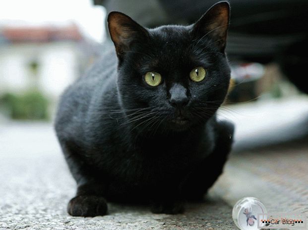 Черна котка по пътя - към инцидента